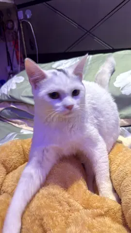 Friendly 4 Month old kittens (siblings) for free adoption