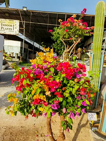Bougainvillea Multi-color Potted Tree - Mature Outdoor Plant