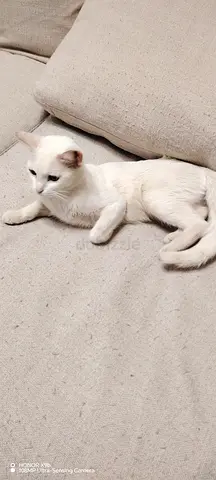 Female Turkish available for free
adoption