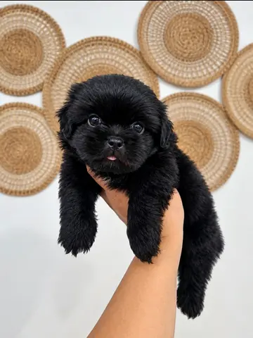 dog adoption