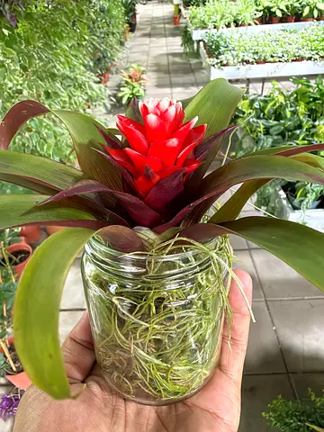 Mini Bromeliad with Tillandsia Air Plant in Glass Bottle | Imported from Holland, Height 20 cm |