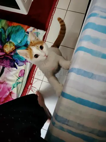 kitten