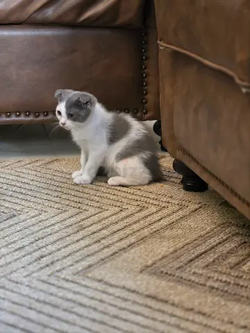 Kitten