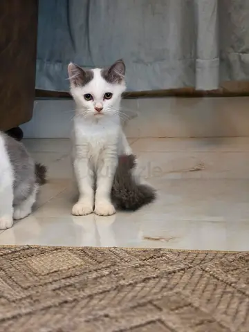 Kitten