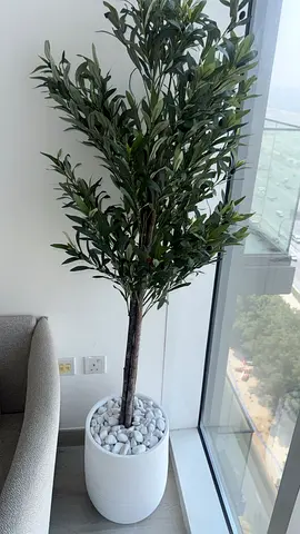 Tall Artificial Olive Tree in White Planter