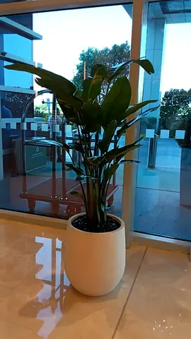 Large indoor potted bird of paradise with fiber pot