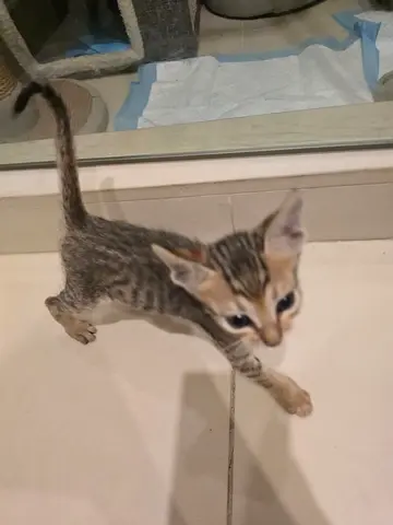 1 month old kittens