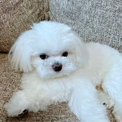 Maltese puppies