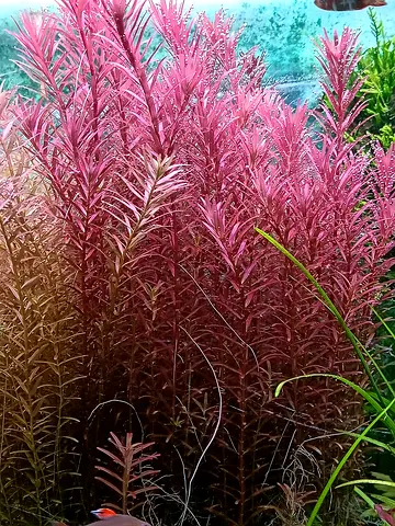 Aquatic plants trimmings