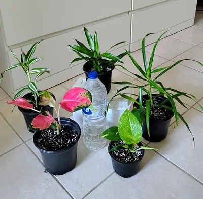 Take all 5 easy to take care  indoor plants Final price , last price , best price 60 dhs only