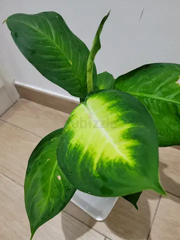 Dieffenbachia Camilla - Indoor Plant