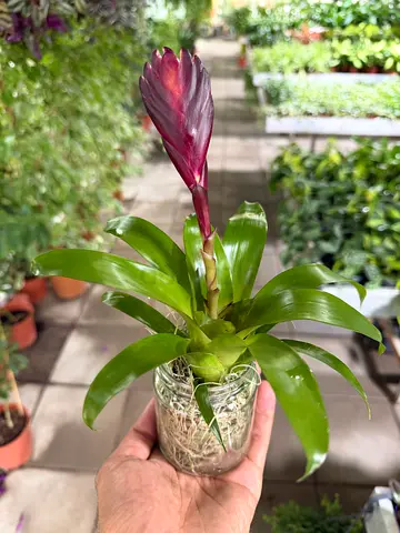 Purple Bromeliad with Air Plant in Glass Bottle | Imported from Holland, Height 30 cm