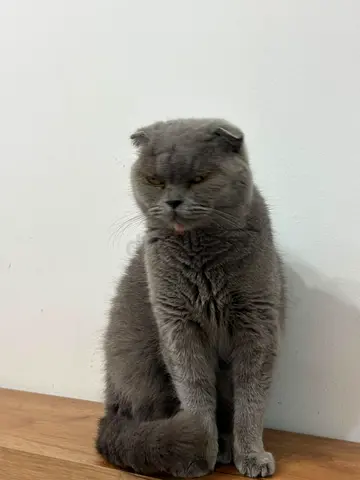 Friendly Grey Scottish Fold Cat - Looking for a New Home