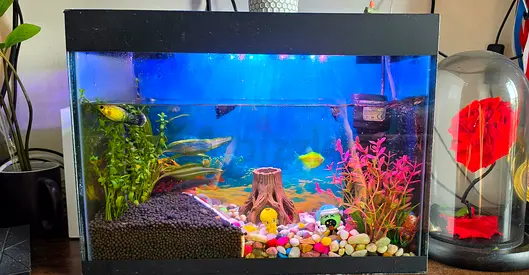 25L Glass Aquarium Tank with Decorative Setup and Fish (Ready-to-Use)