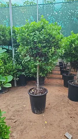 Potted spherical ficus/topiary tree - well shaped, ready for planting
