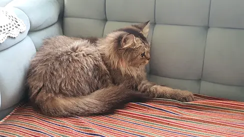 Calm long-haired brown tabby cat available for adoption