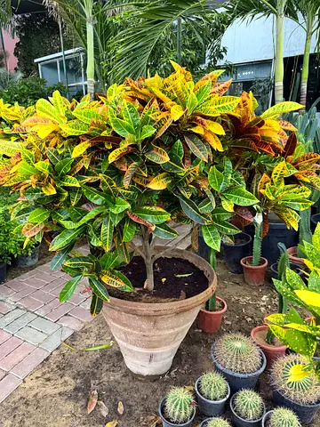 Croton Petra – Multicolor Leaves