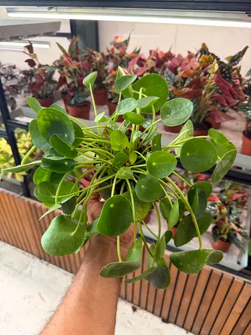Pilea Chinese Money Plant | Imported from Holland | 20-30cm | Indoor Plant