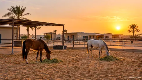 Operational Equestrian Stable Business for Sale | Al Rowaiyah, Dubai