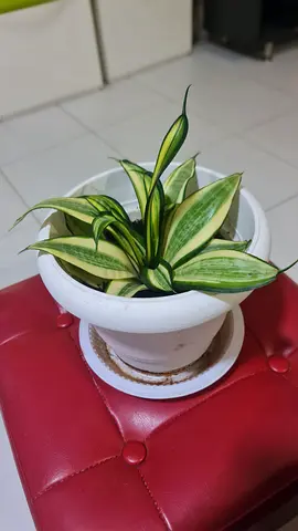 Small variegated snake plant (Sansevieria) in white pot