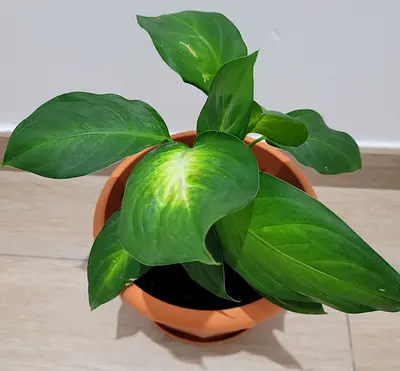 Dumb Cane - Indoor Plant