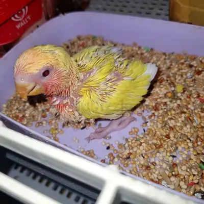 Love Bird baby and budgiesbreeding pairs
