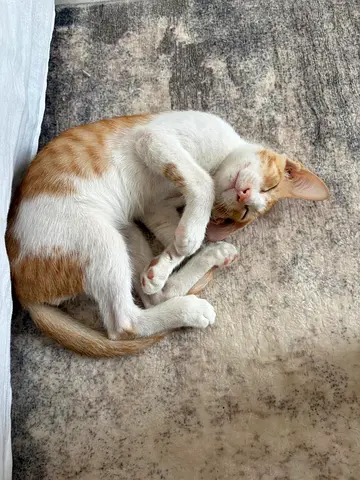 Sweet Little Kitten Seeking a Forever Home