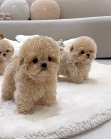 Tiny fluffy Maltipoo puppies — adorable, home-raised litter