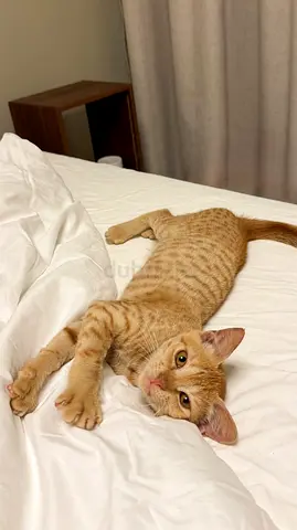 Orange rescue kitten looking for a home