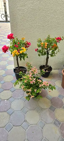 Bougainvillea 3 plants for 250