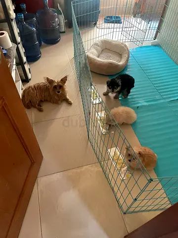 Dog cage