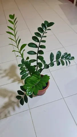 Healthy ZZ Plant (Zamioculcas zamiifolia) in Small Pot
