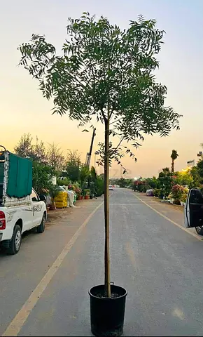 Neem tree 3mtr 40mm