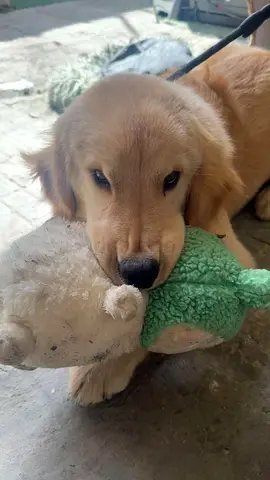 Gold Retriever Dog