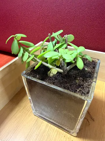 Small potted succulent in clear glass planter - easy care
