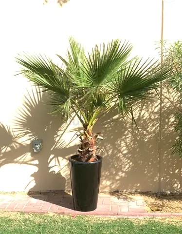 Washingtonia palm