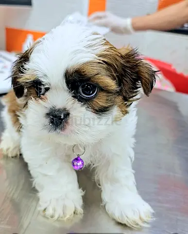 Cute FEMALE little Shih-tzu puppies little princess puppy dog