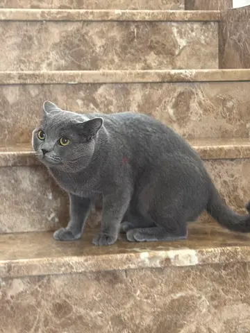 British Shorthair Male Looking for a Loving Home - Abu Dhabi