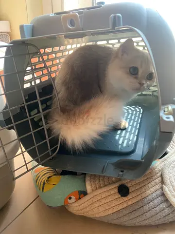 Pet courier