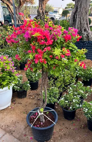 Bougainvillea potted topiary - flowering, ready for garden or balcony