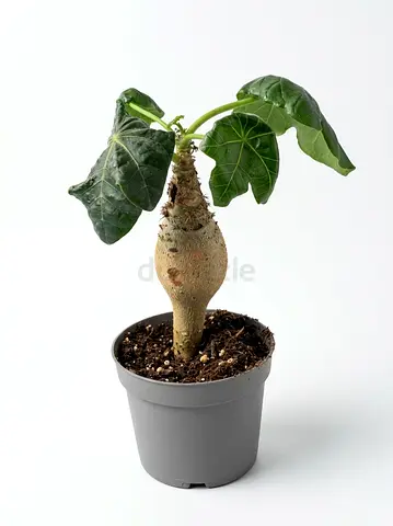 Jatropha podagrica Buddha Belly Plant | Large Caudex Succulent | 20-30cm Tall | Imported Dutch