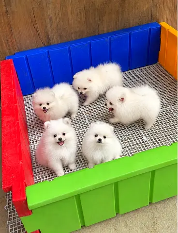 Pomeranian puppies