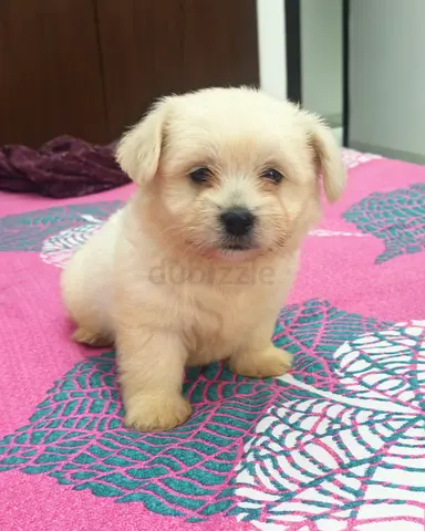 Adorable puppy 10 weeks old for adoption— Maltese/ Yorkie mix. Looking for a loving home
