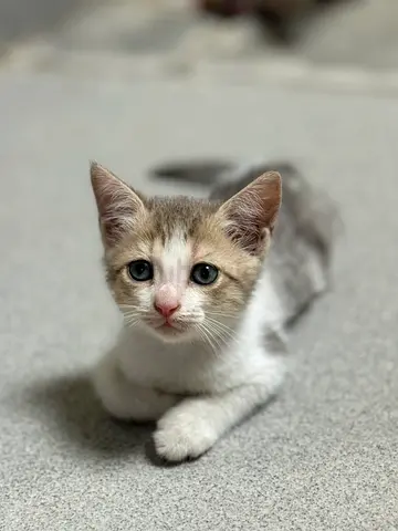 1 month old Scottish mix ready to adopt