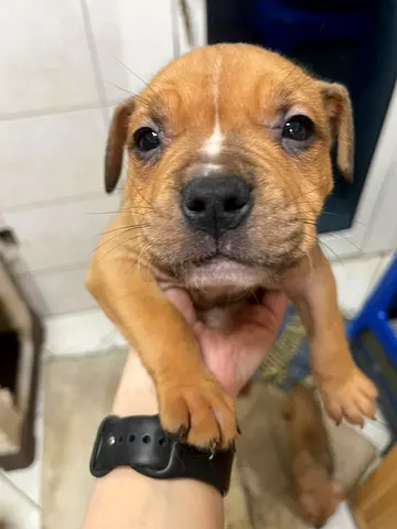 small bullies puppy  friendly and healthylooking for a home