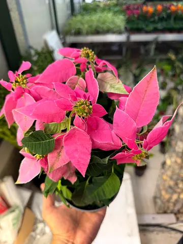Fresh Pink Poinsettia Indoor Plant | 20-30cm Tall | Imported Dutch Quality | Exotic Festive Table