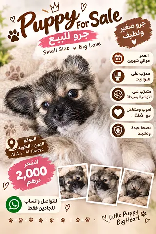 Small white puppy looking for a new home - playful and healthPlayful and friendlyPotty trained a