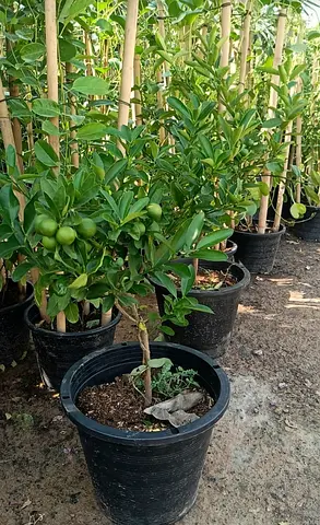 Potted Citrus Tree (small orange/lemon) — Healthy, Fruit-Bearing