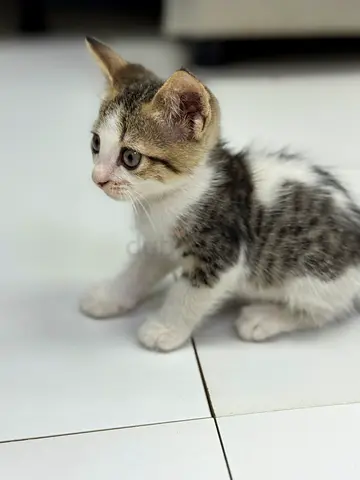 1,5 month old Scottish mix looking for lovely home