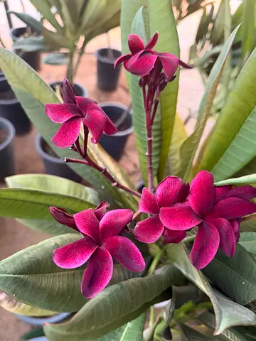 Grafted Plumeria Red